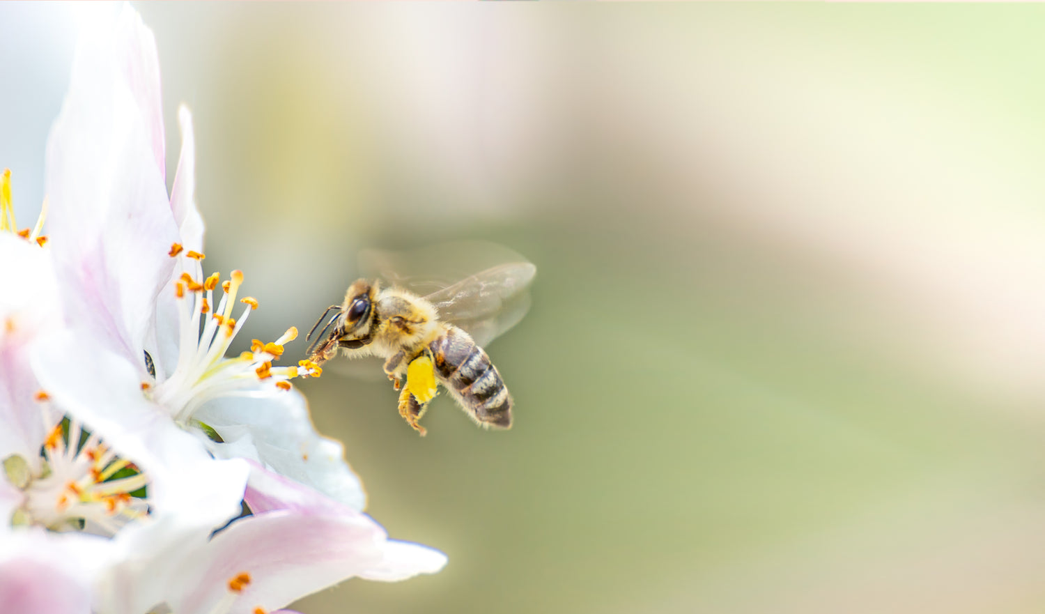 Bienen und Blüten - Warum sind denn Bienen nun so Wichtig?